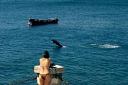 Dolphin performing on the coast of Chile. Shot with a 80-... by Peter Foulds 